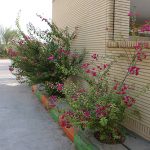 گل و گیاه