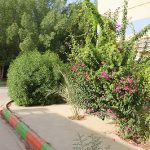 فضای سرسبز مجتمع
